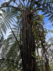 Dicksonia squarrosa