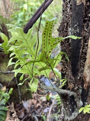 Dicksonia squarrosa