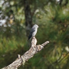 Dicrurus leucophaeus