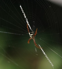 Argiope