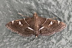 Lamprosema