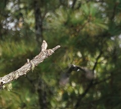 Dicrurus leucophaeus