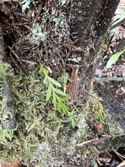 Dicksonia squarrosa