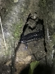 Plethodon teyahalee