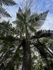 Dicksonia squarrosa