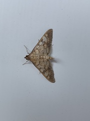 Nomophilini