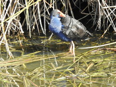 Porphyrio melanotus