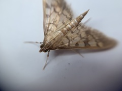 Nomophilini