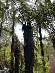 Dicksonia squarrosa