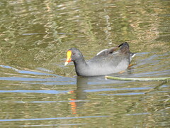 Gallinula tenebrosa
