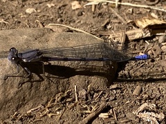 Argia emma