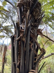 Dicksonia squarrosa