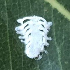 Eucalyptolyma maideni