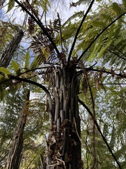 Dicksonia squarrosa