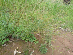 Lepidium africanum