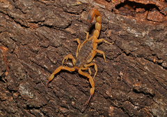 Tityus serrulatus