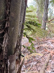 Dicksonia squarrosa
