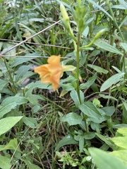 Oenothera