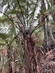 Dicksonia squarrosa