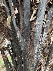 Dicksonia squarrosa