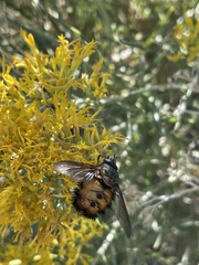 Paradejeania rutilioides