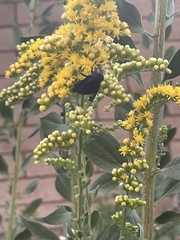 Copestylum violaceum