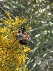 Paradejeania rutilioides