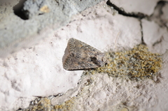 Protorthodes alfkenii