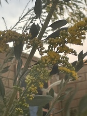 Copestylum violaceum