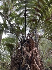 Dicksonia squarrosa