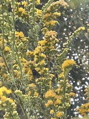 Copestylum violaceum