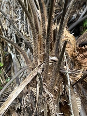 Dicksonia squarrosa