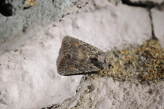 Protorthodes alfkenii