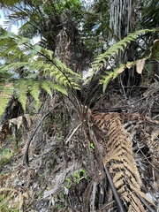 Dicksonia squarrosa