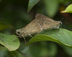Borbo cinnara