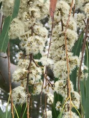 Myrtoideae