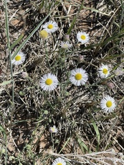 Erigeron coulteri