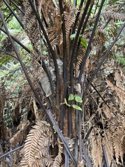 Dicksonia squarrosa