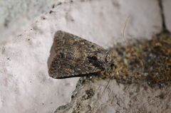 Protorthodes alfkenii