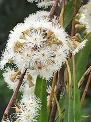 Myrtoideae