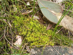 Barbula calycina