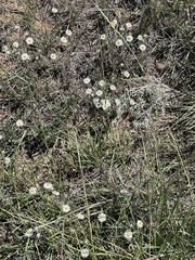 Erigeron coulteri