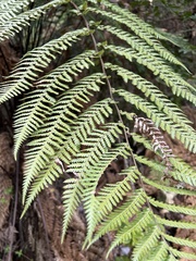 Dicksonia squarrosa