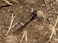 Argia emma