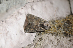 Protorthodes alfkenii