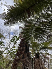 Dicksonia squarrosa