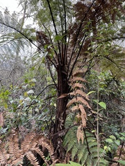 Dicksonia squarrosa