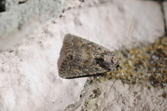 Protorthodes alfkenii