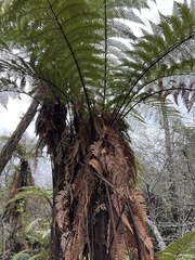 Dicksonia squarrosa