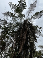 Dicksonia squarrosa